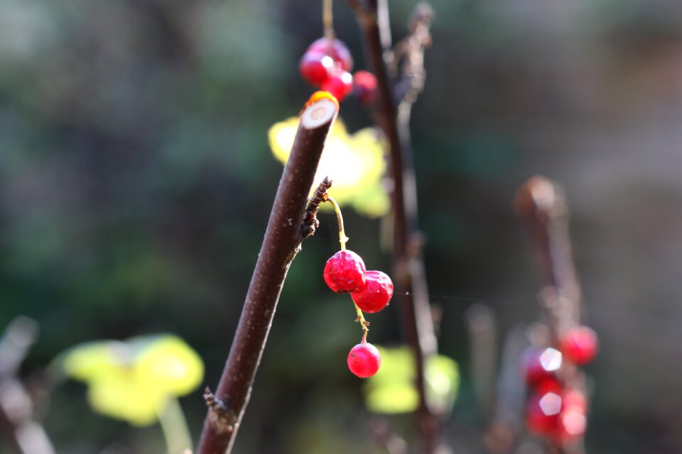 Nature mature currant