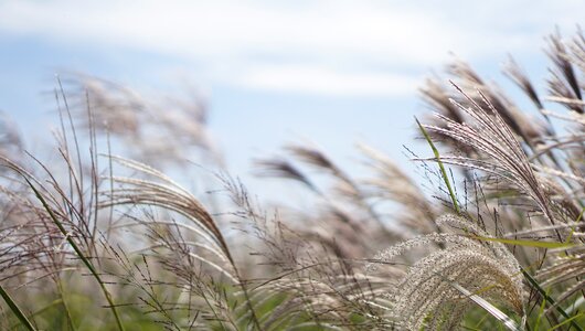 Rural areas straw plants