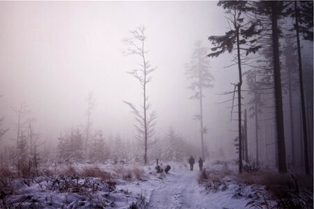 Winter forest gray forest photo