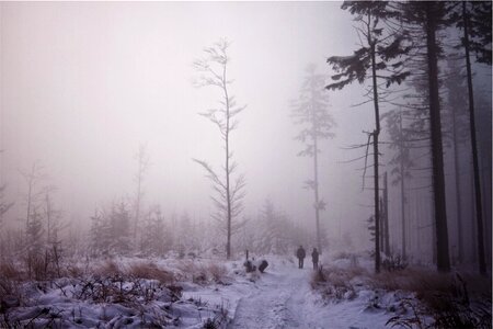 Winter forest gray forest