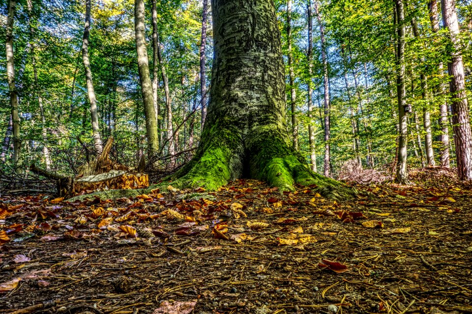 Green leaves forest path