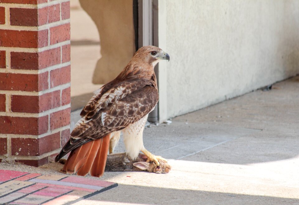 Outdoors wildlife circle