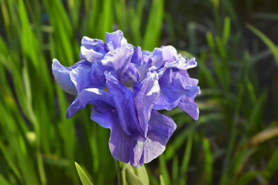 Iris flowers purple