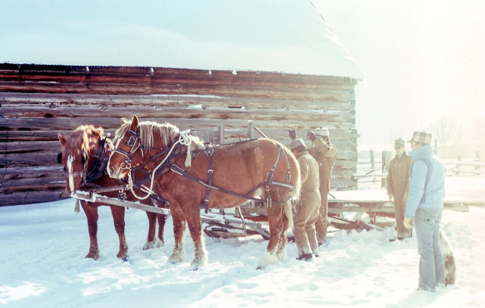 Horse animal harness