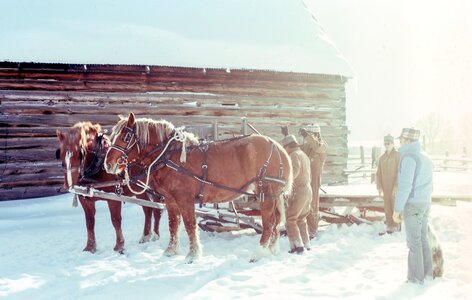 Horse animal harness