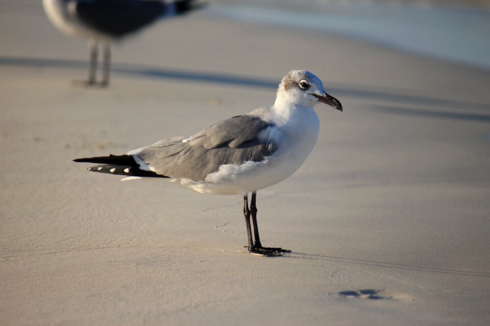 Birds animals landscape
