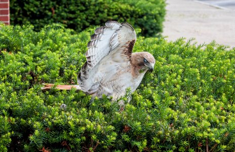Tree summer hawk
