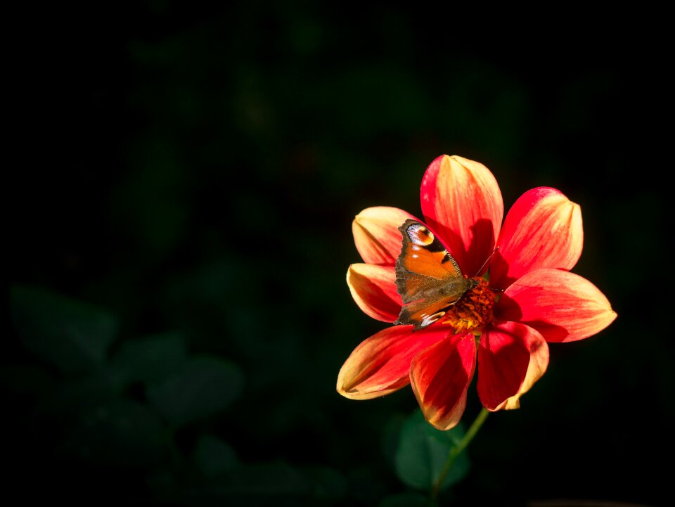 Red red dahlia yellow