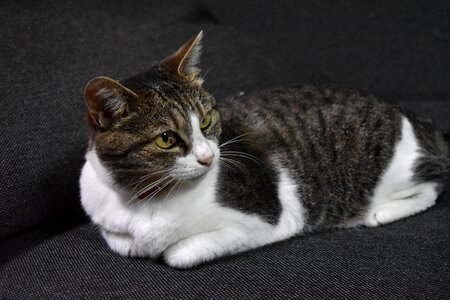 Cat calico sit down photo