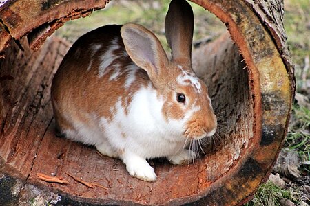 Long eared easter bunny animal