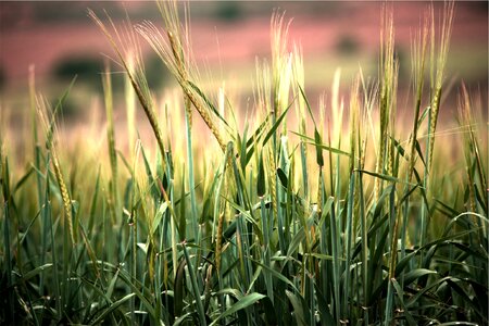 Plants crops agriculture