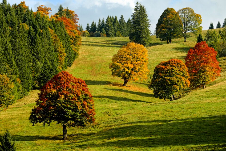 Fall foliage deciduous trees leaves