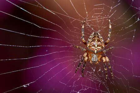 Nature insect animal