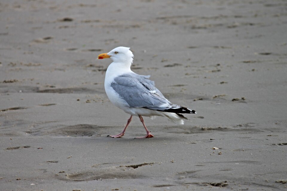 Larus argentatus bird waters