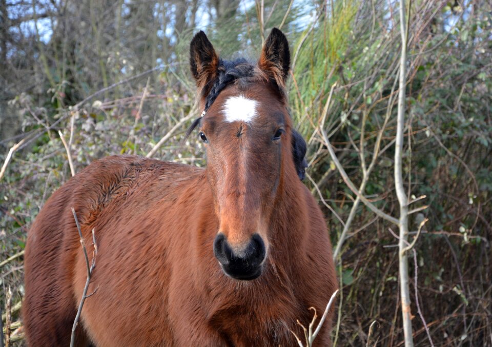 Brown horse ears white domestic animal