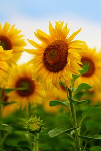 Flower nature meadow