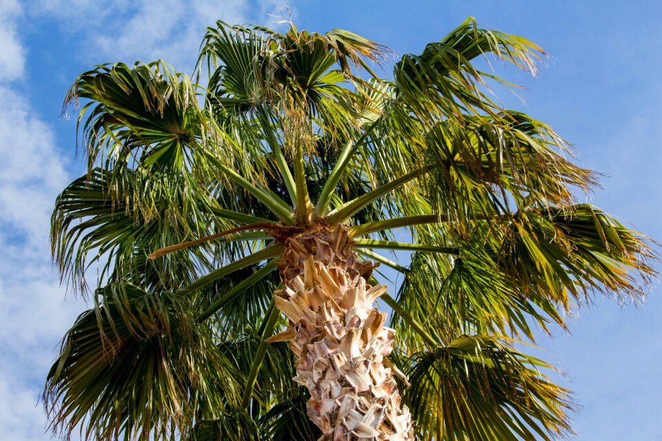 Tropical summer travel