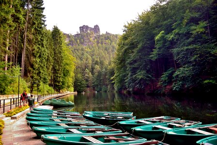 Tree travel elbe sandstone mountains