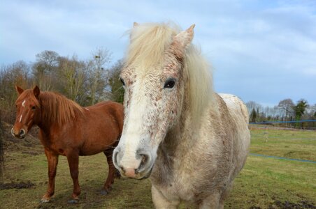 Mares nature meadow prairie herbivore photo