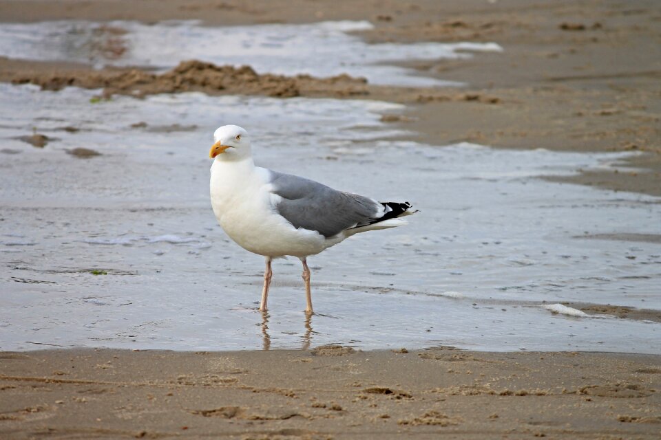 Larus argentatus bird waters