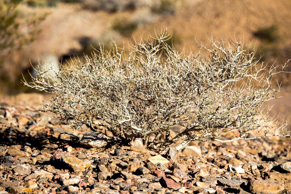 Desert outdoors sand