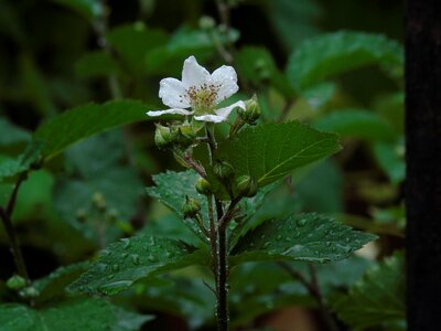 Rain flower wet