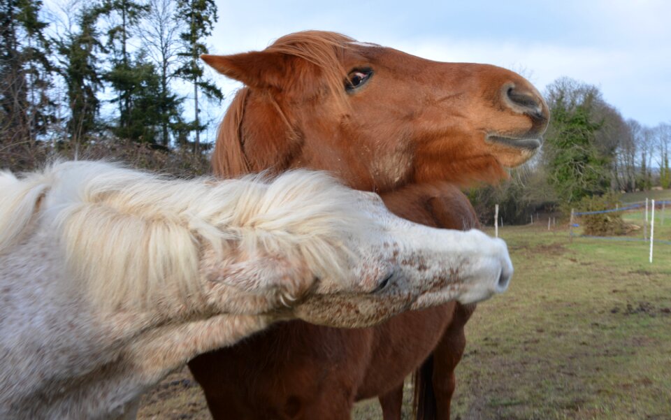 Horse complicity games photo