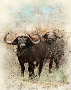 Bull powerful animal the horn of africa photo