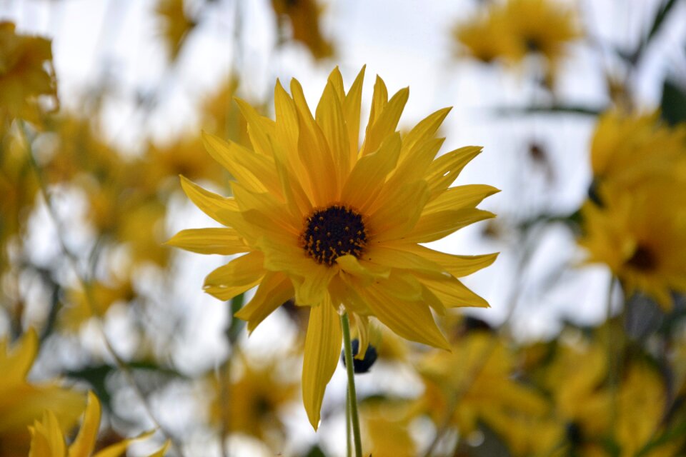 Massif parterre yellow flower