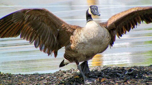 Wildlife feather animal photo