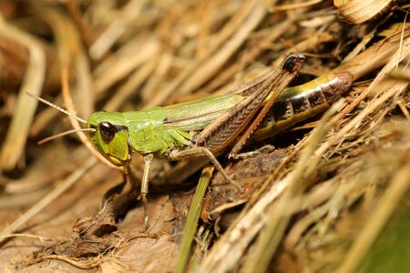 Close up insect viridissima photo