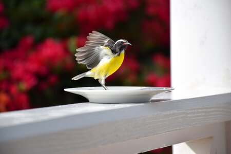 Nice birds color