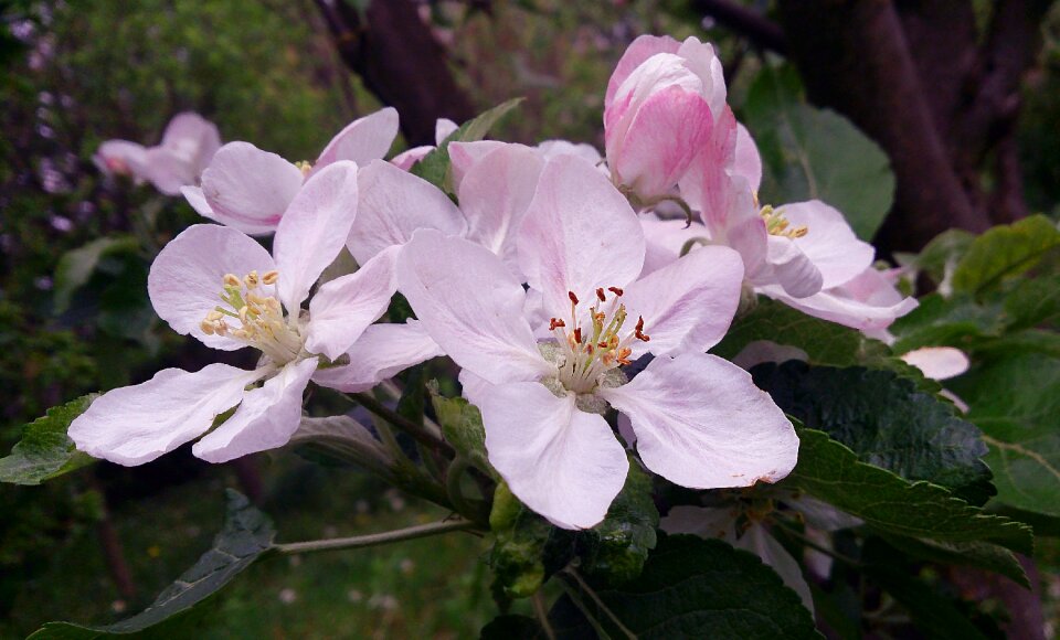 Beautiful flower gentle bud