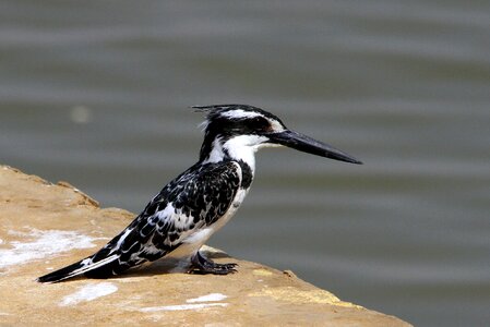 Body of water animal kingdom pied kingfisher