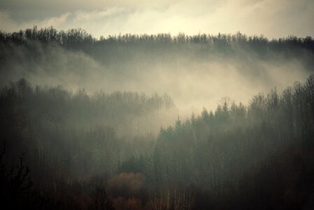 Woods trees fog photo
