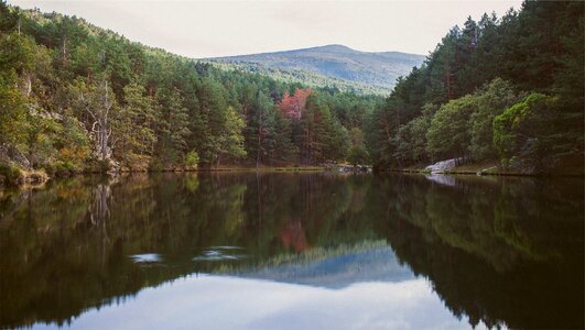 Trees forest nature photo