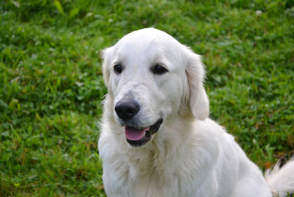 Domestic animal pet sitting attaching