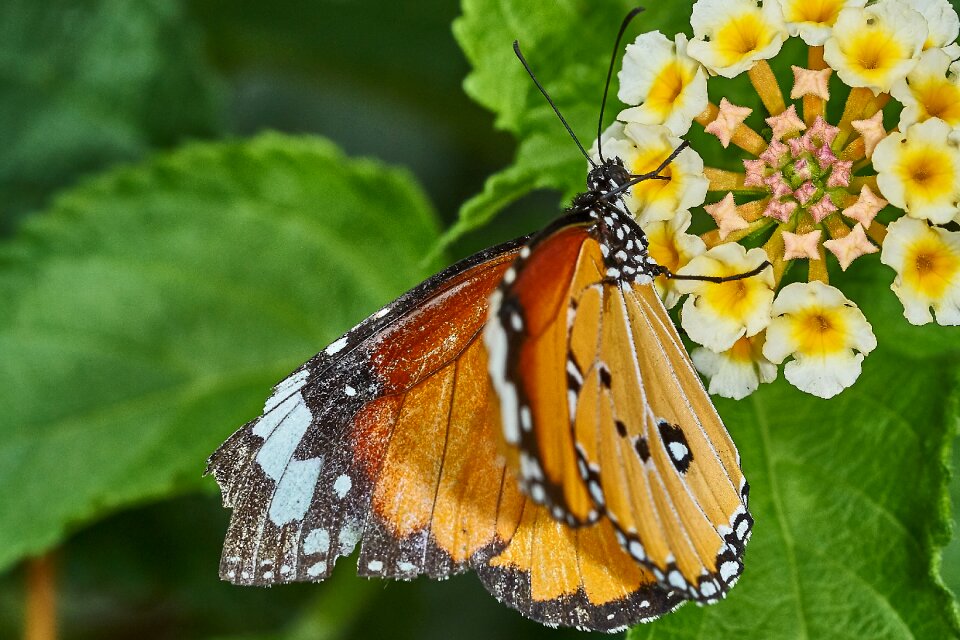 Animal close up flower photo