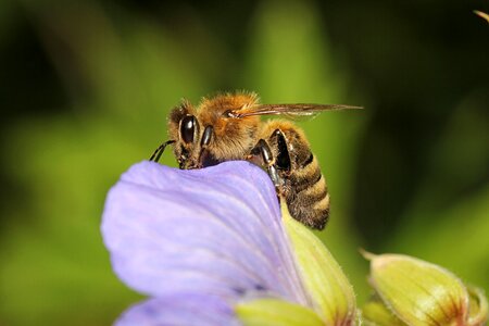 Close up collect nectar blossom