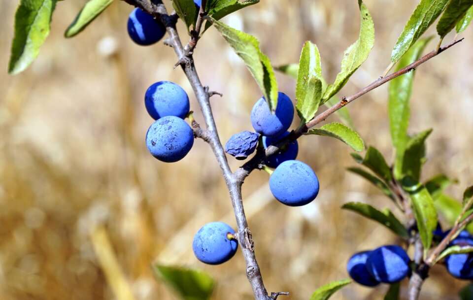 Bluish blueberry spring