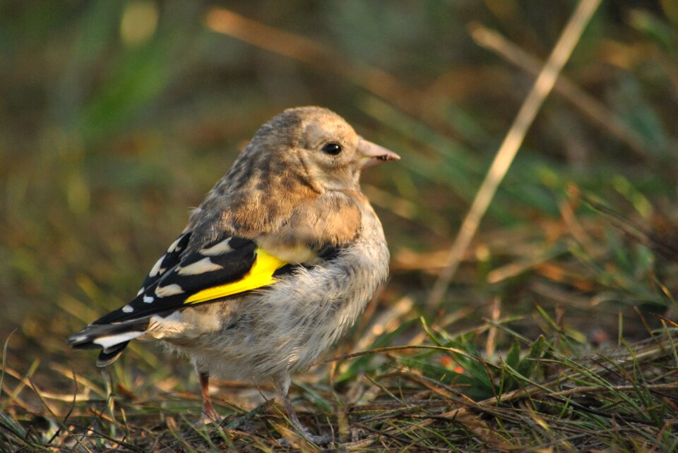 Bird ptenec goldfinch
