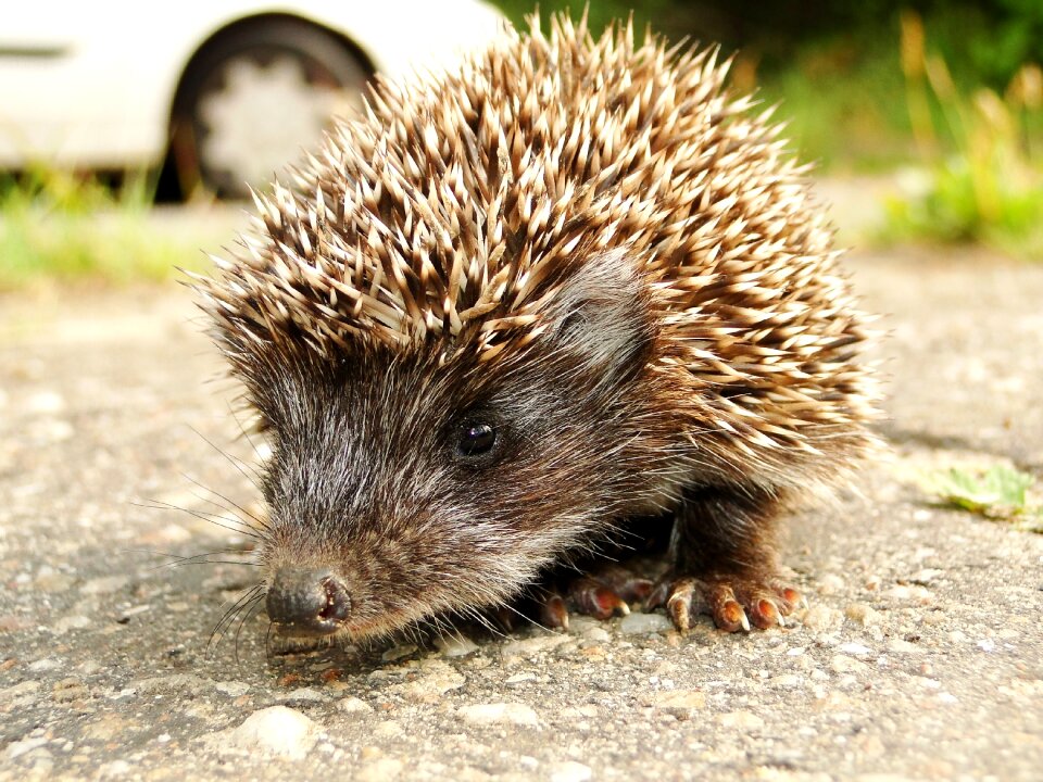 At the court of hedgehog jeżyć