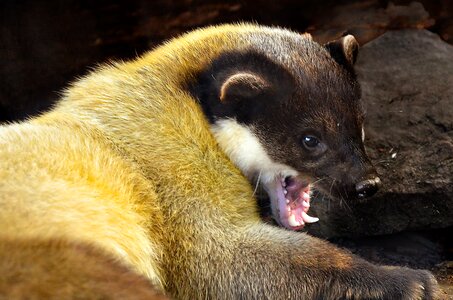 Tooth snappy predator