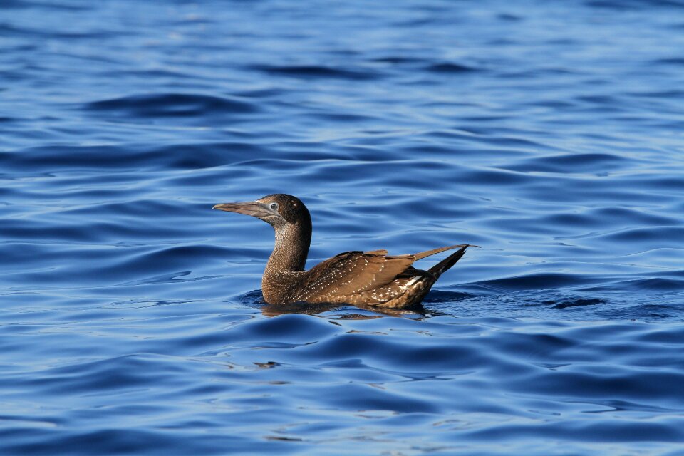 Sea wildlife ocean