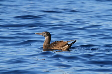 Sea wildlife ocean photo