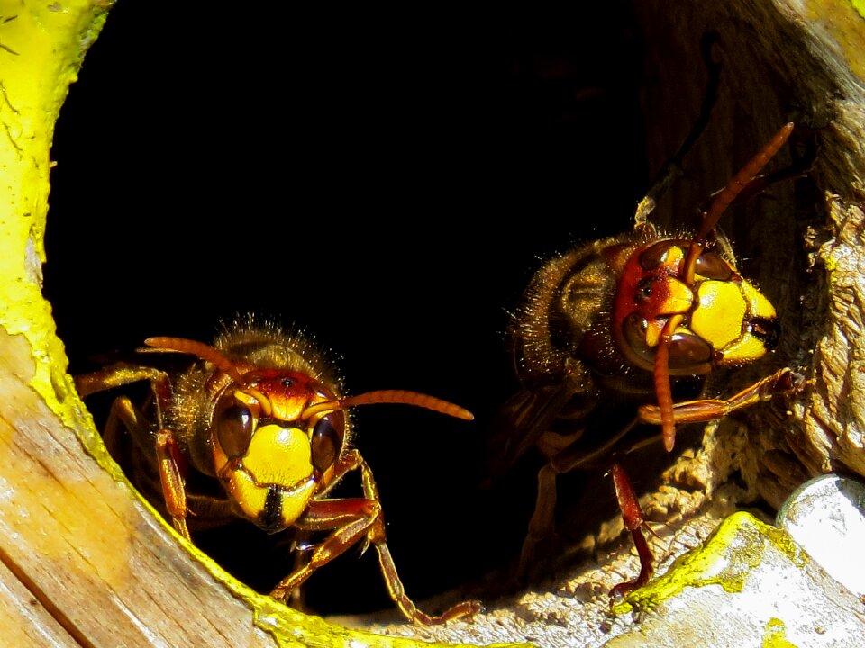 Nest hornissennest einflugloch