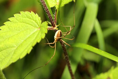 Insect close up macro