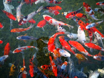 Israel aquarium sea koi