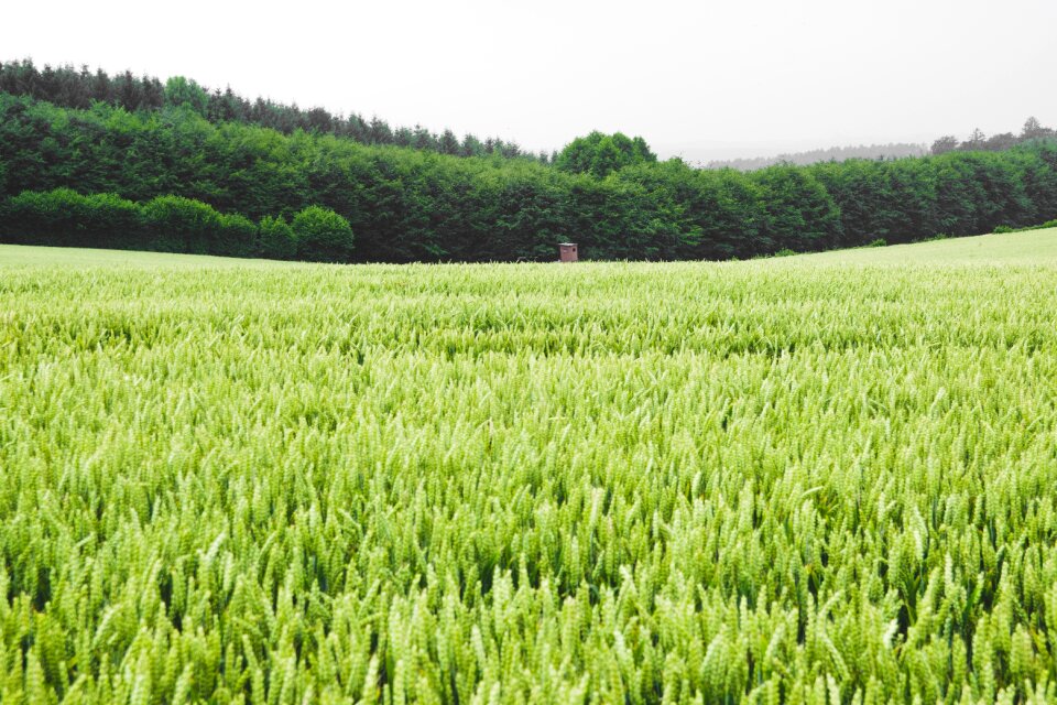 Corn agriculture green wheat