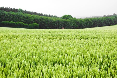 Corn agriculture green wheat